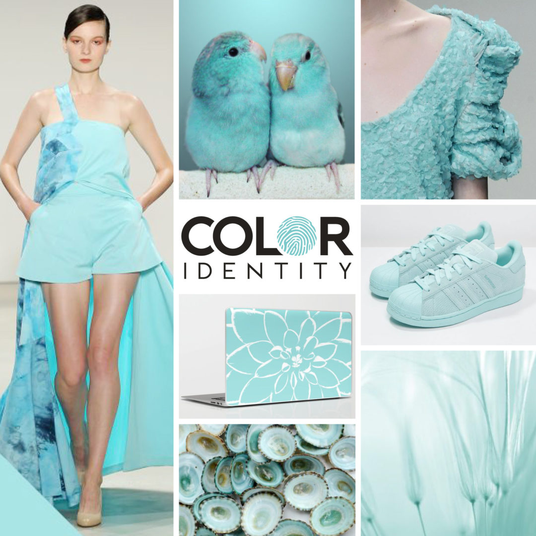 Kleur van de maand Limpet Shell